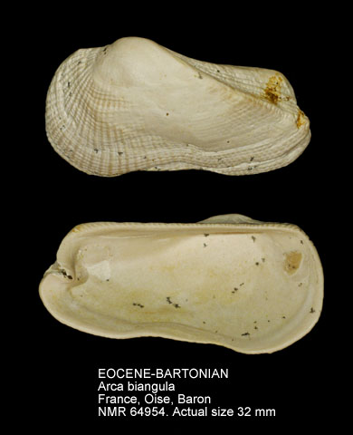 EOCENE-BARTONIAN Arca biangula.jpg - EOCENE-BARTONIANArca biangulaLamarck,1805